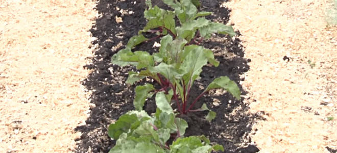 Посадка свеклы в открытый грунт