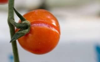 Почему лопаются помидоры в теплице