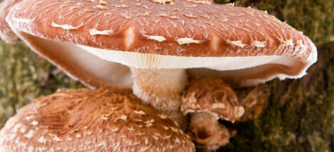 Шиитаке выращивание в домашних условиях