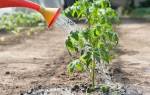 Чем полить рассаду помидор чтобы лучше росла