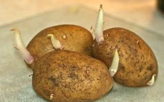 Как прорастить картофель для посадки