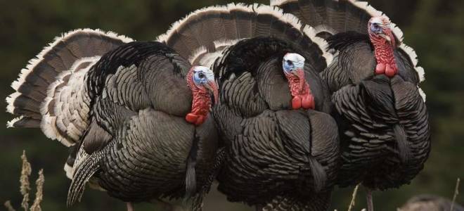 Выращивание индюков на мясо в домашних условиях