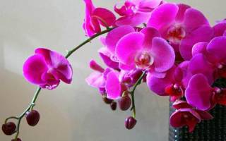 Выращивание орхидей видео