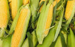 Выращивание кукурузы в подмосковье