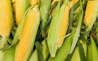 Выращивание кукурузы в подмосковье