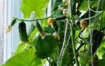 Огурцы зозуля на балконе выращивание