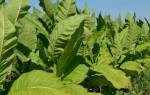 Табак выращивание из семян в домашних условиях