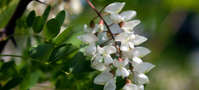 Как посадить акацию