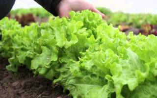 Выращивание салата в теплице