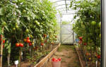 Как вырастить хорошие помидоры в теплице
