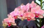 Как посадить орхидею семенами