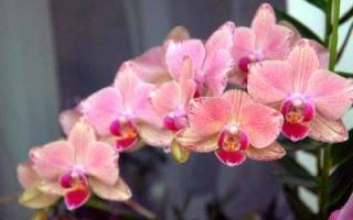 Как посадить орхидею семенами