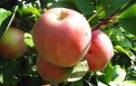 Яблоня выращивание и уход