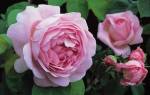 Пионовидные розы выращивание