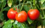 Сульфат калия удобрение применение для томатов