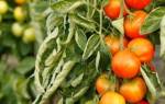 Почему вянут помидоры в теплице отзывы