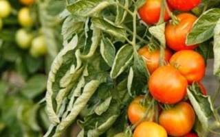 Почему вянут помидоры в теплице отзывы