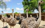 Выращивание страусов в домашних условиях видео