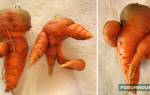 Всхожесть семян моркови