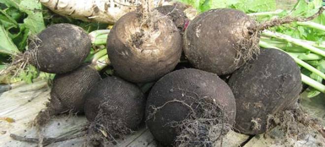 Сроки посева редьки черной