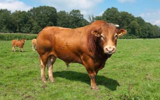 Выращивание бычков на мясо в домашних условиях