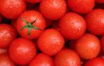 Урожайность томатов в теплице