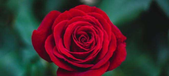 Как посадить розу из черенка