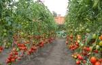 Как правильно посадить помидоры в открытый грунт