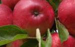 Сорт яблони лобо фото и описание сорта