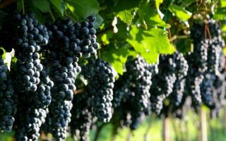Виноград в подмосковье выращивание