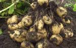 Голландский способ посадки картофеля видео