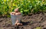 Можно ли посадить картошку в июне