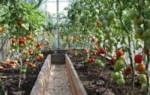 Уход за рассадой томатов в теплице