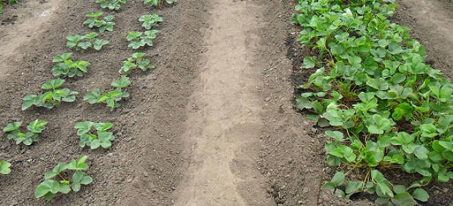 Как посадить викторию