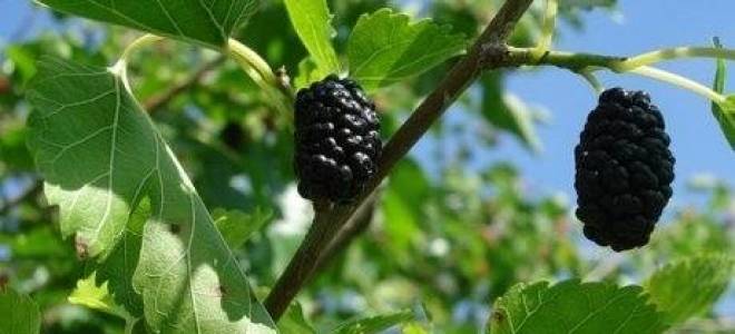 Выращивание шелковицы в подмосковье