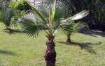 Пальма вашингтония выращивание из семян