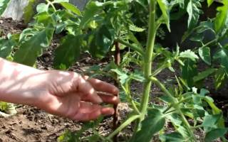 Как пасынковать помидоры в теплице пошагово