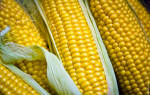 Кукуруза выращивание и уход