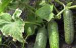 Как увеличить урожай огурцов в теплице