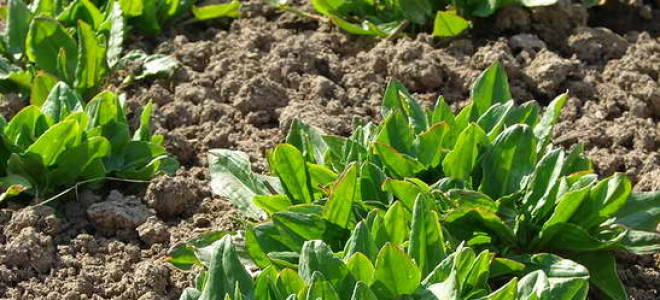 Выращивание щавеля в открытом грунте