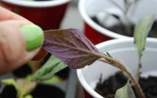 Фиолетовые листья у рассады помидор