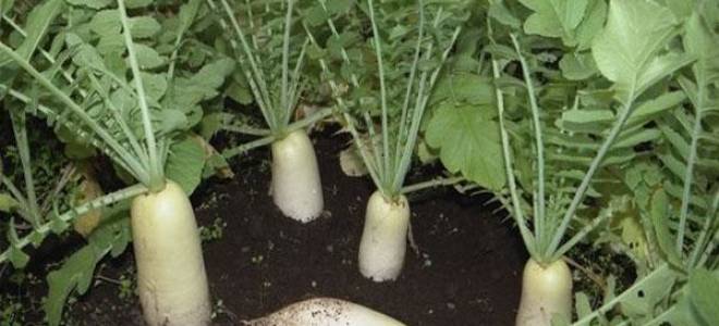Посадка дайкона в открытый грунт