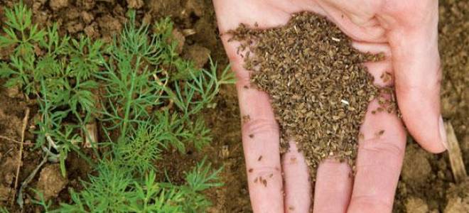 Посев моркови в открытый грунт