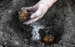Удобрения для картофеля при посадке в лунку