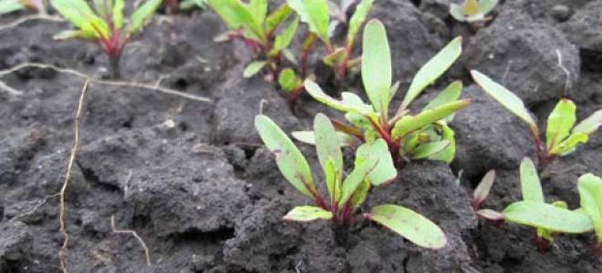 Последний срок посадки свеклы и моркови