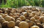 Посадка картофеля в сибири