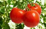 Каталог сортов томатов с фото и описанием