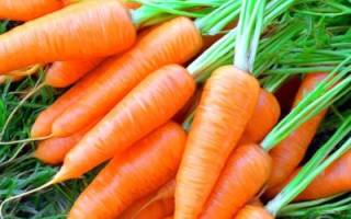 Срок годности семян моркови