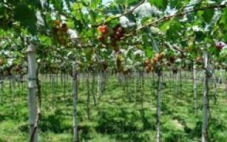 Виноград выращивание и уход в средней полосе