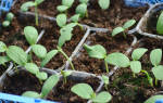 Как правильно посадить арбузы в открытый грунт
